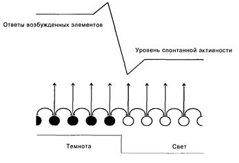 механизмы переработки информации в сенсорной системе - student2.ru