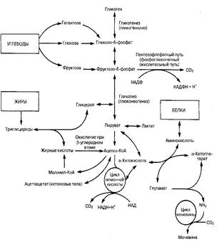 Метаболические функции печени - student2.ru
