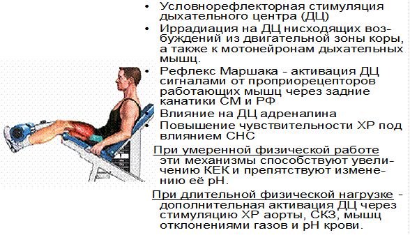 Метаболизма газовый состав внутренней среды - student2.ru