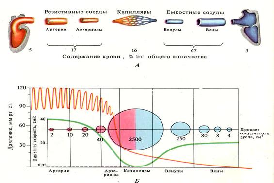 Метаболизма уровень кровяного давления в организме - student2.ru