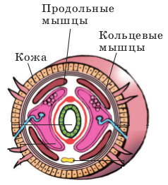 Методики оценки состояния водоема - student2.ru