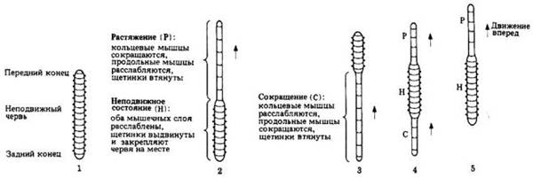 Методики оценки состояния водоема - student2.ru