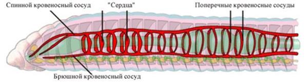 Методики оценки состояния водоема - student2.ru