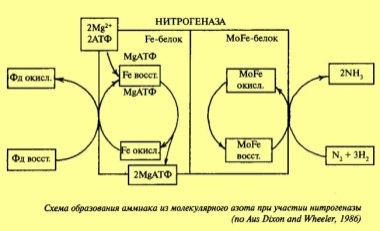 Влияние внешних и внутренних факторов на интенсивность фотосинтеза - student2.ru