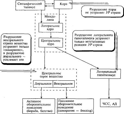 миндалина и эмоциональная память - student2.ru