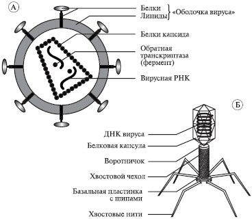 многообразие органического мира - student2.ru