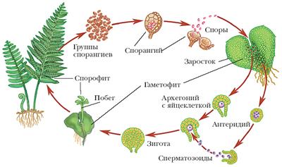 Многообразие растений. Признаки основных отделов, классов и семейств покрытосеменных растений. Роль растений в природе и жизни человека. - student2.ru