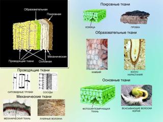 Царство Растения. Особенности строения тканей и органов. Жизнедеятельность и размножение растительного организма, его целостность - student2.ru