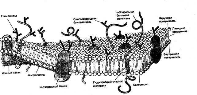 Молекулярная организация (жидкостно-мозаичная модель) и химический состав - student2.ru