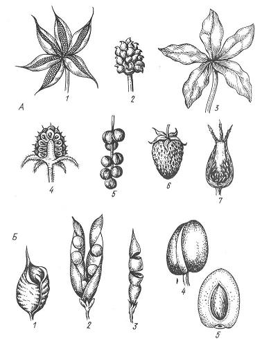 морфология и классификация плодов - student2.ru