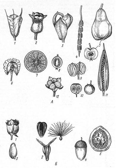 морфология и классификация плодов - student2.ru