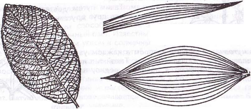 морфология листовой пластинки - student2.ru