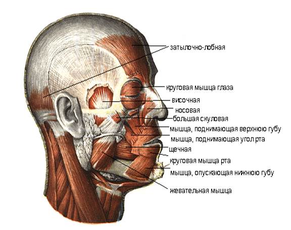 Нижний затылок. Мышцы и фасции головы анатомия. Мышцы лица анатомия жевательные мышцы. Строение нижней челюсти мышцы челюсти. Мышцы лица и шеи анатомия жевательные.