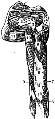 Мышцы и фасции верхней конечности - student2.ru