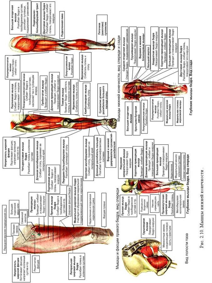 мышцы нижней конечности - student2.ru