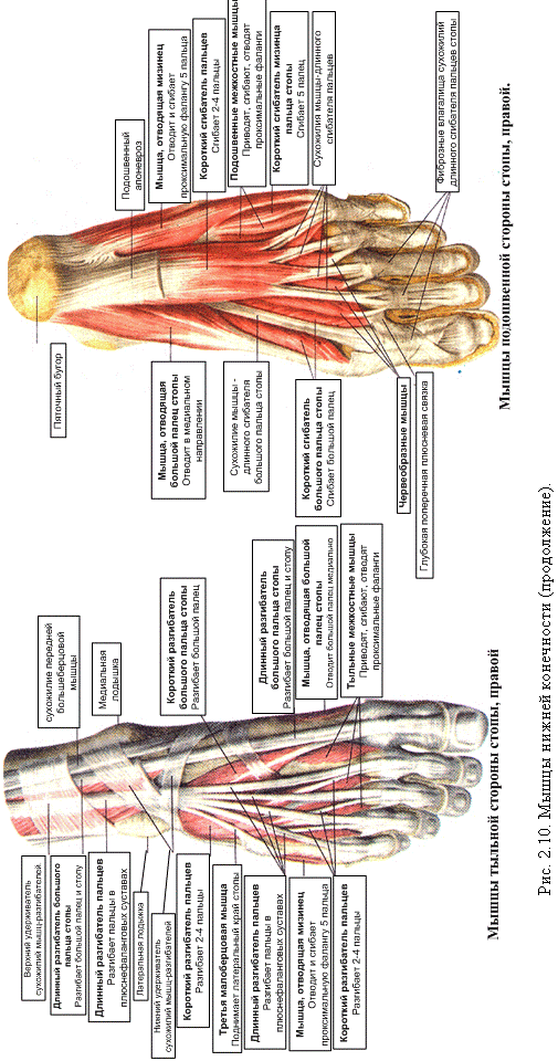 мышцы нижней конечности - student2.ru
