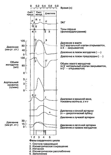 На функцию желудочков сердца - student2.ru