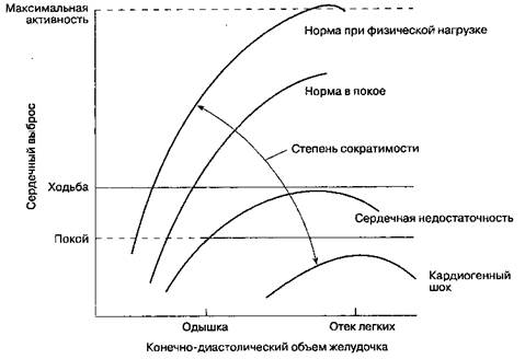 На функцию желудочков сердца - student2.ru