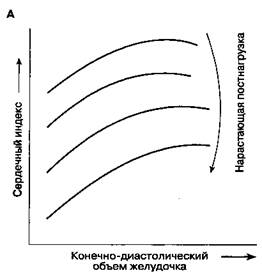 На функцию желудочков сердца - student2.ru