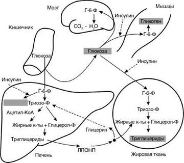 Нарушение углеводного обмена на этапе депонирования гликогена - student2.ru