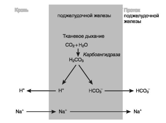 нарушения кислотно-основного состояния - student2.ru