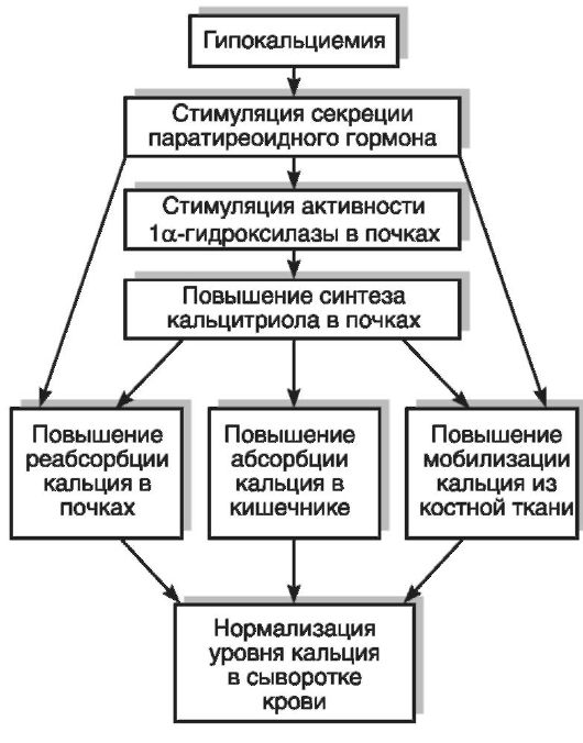 Нарушения обмена кальция и фосфора - student2.ru