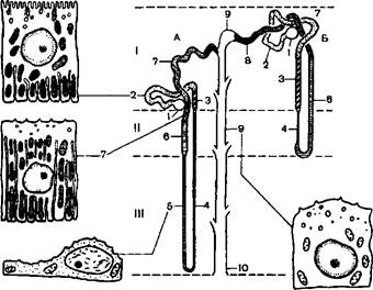 нефрон и его кровоснабжение - student2.ru