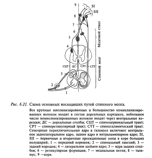 нейрофизиология сенсорных путей спинного мозга - student2.ru
