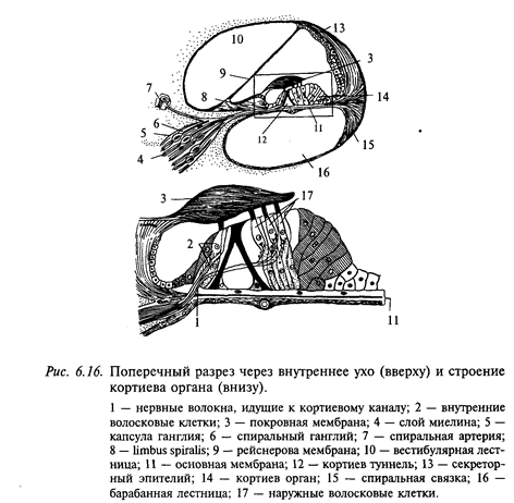 нейрофизиология слуховой системы - student2.ru