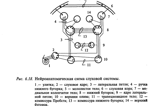 нейрофизиология слуховой системы - student2.ru