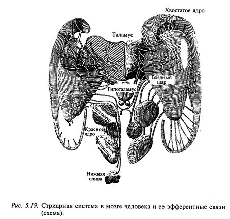 нейрофизиология стриарной системы - student2.ru