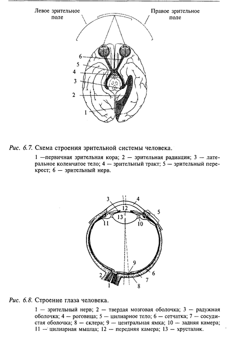 нейрофизиология зрительной системы - student2.ru