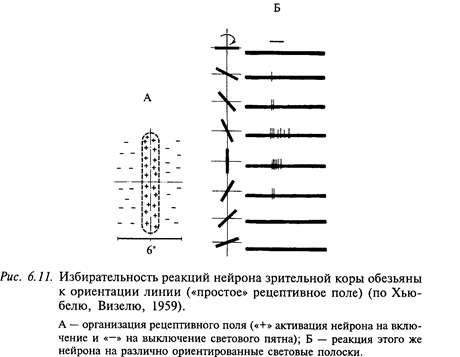 нейрофизиология зрительной системы - student2.ru