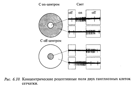 нейрофизиология зрительной системы - student2.ru