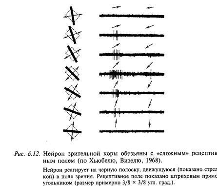 нейрофизиология зрительной системы - student2.ru