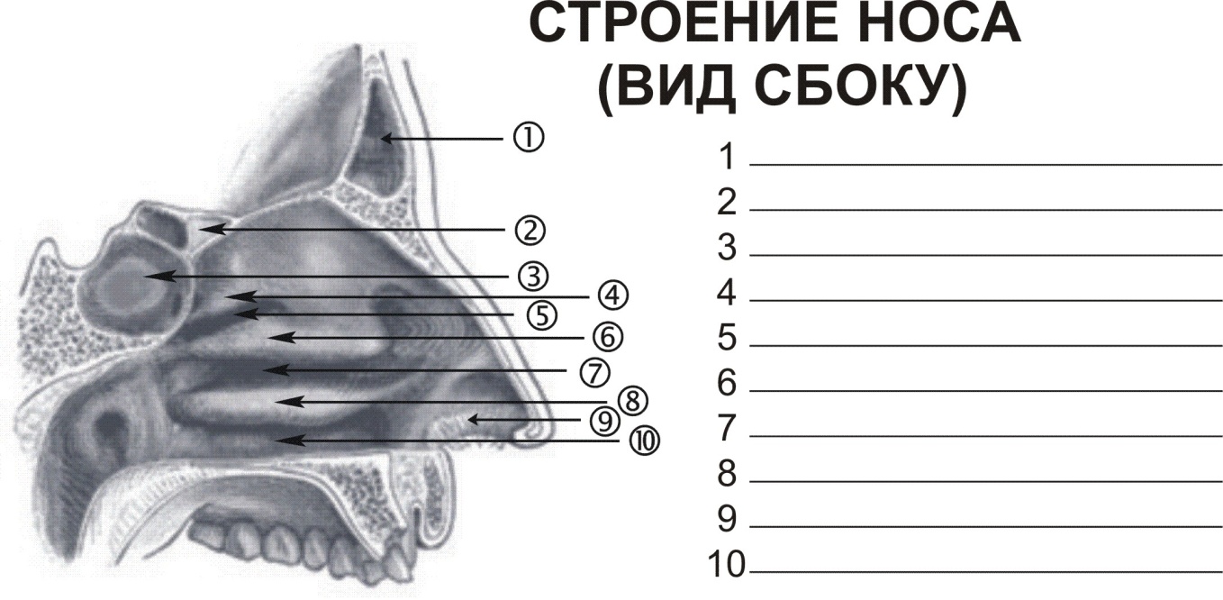 Нос и околоносовые пазухи - student2.ru