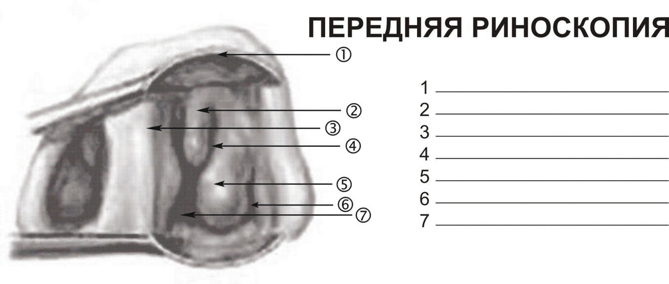 Нос и околоносовые пазухи - student2.ru