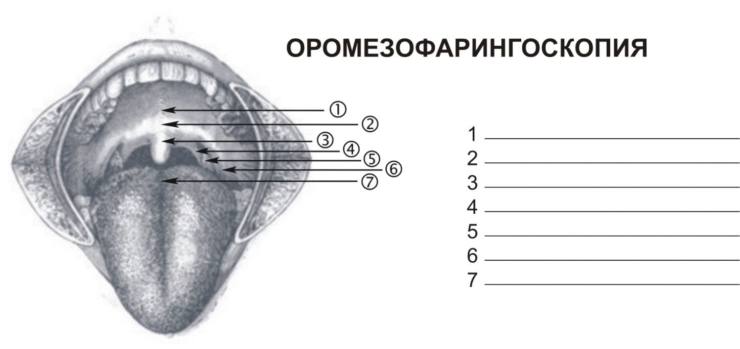 Нос и околоносовые пазухи - student2.ru