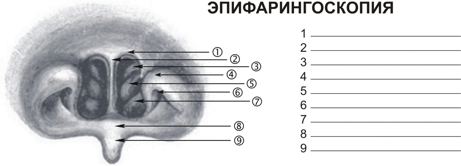 Нос и околоносовые пазухи - student2.ru