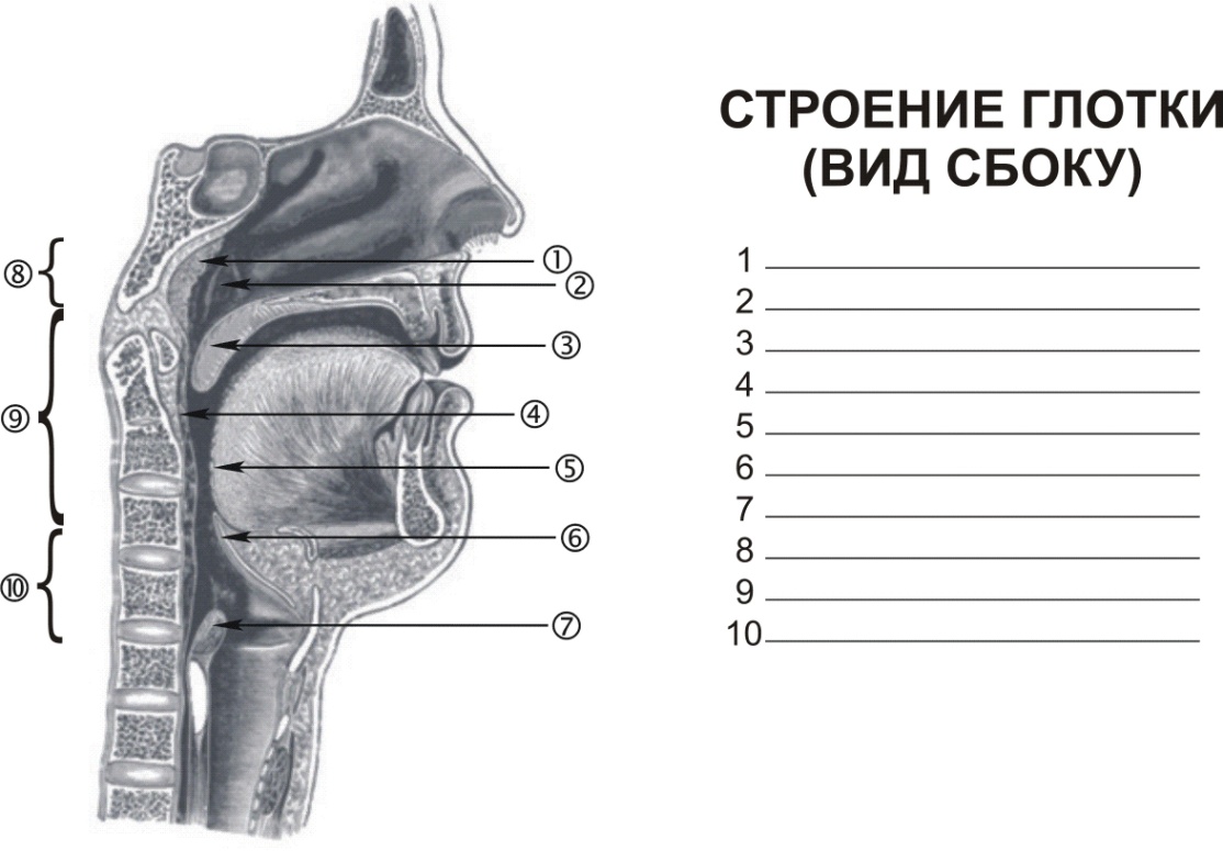 Нос и околоносовые пазухи - student2.ru