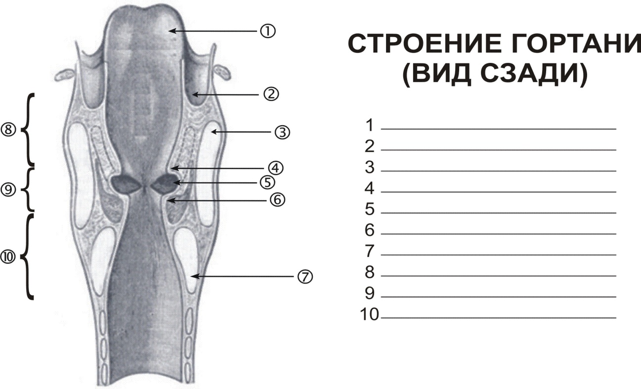 Нос и околоносовые пазухи - student2.ru