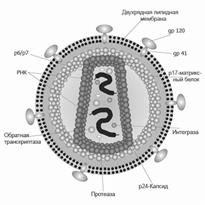 Новые вирусы: ВИЧ, гепатит С, гепатит GB, герпесвирусы 6,7,8, атипичной пневмонии, их характеристика и вызываемых ими заболеваний - student2.ru