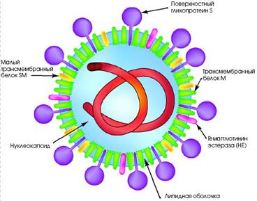 Новые вирусы: ВИЧ, гепатит С, гепатит GB, герпесвирусы 6,7,8, атипичной пневмонии, их характеристика и вызываемых ими заболеваний - student2.ru