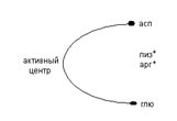 обмен белков и аминокислот - student2.ru