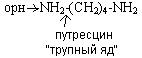 обмен белков и аминокислот - student2.ru