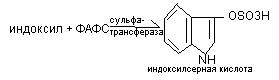 обмен белков и аминокислот - student2.ru