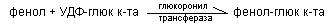 обмен белков и аминокислот - student2.ru