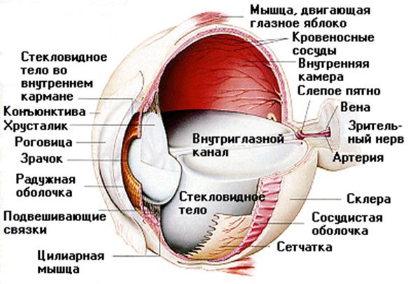 оболочки глазного яблока - student2.ru