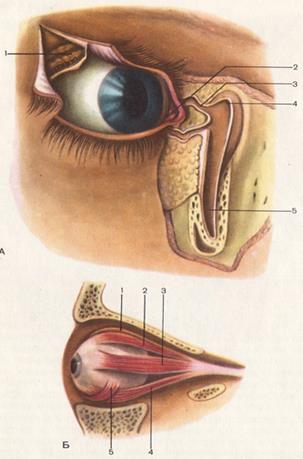 оболочки глазного яблока - student2.ru