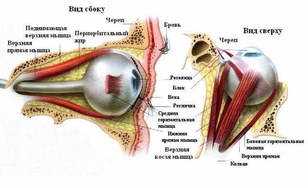 оболочки глазного яблока - student2.ru
